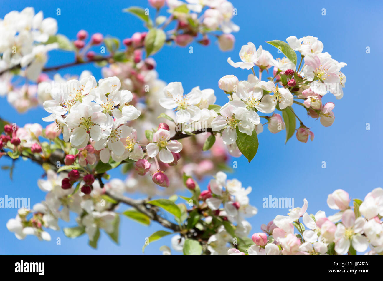 Allium hollandicum 'Purple Sensation' Banque D'Images