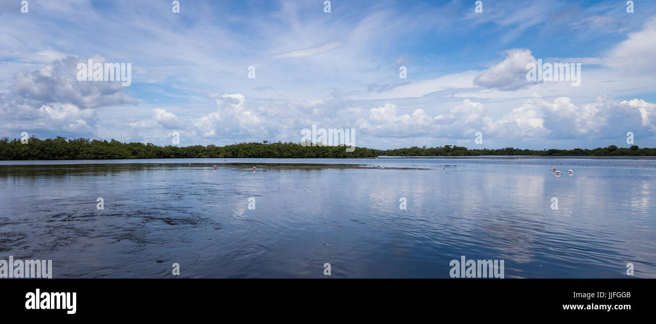 Paysage, J.N. ''Ding'' Darling National Wildlife Refuge, Sanibel Island, Floride, USA Banque D'Images