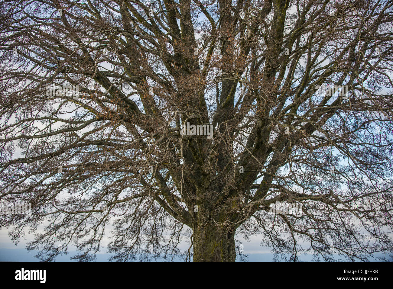 Arboles en Frutillar / Arbres de Frutillar Banque D'Images