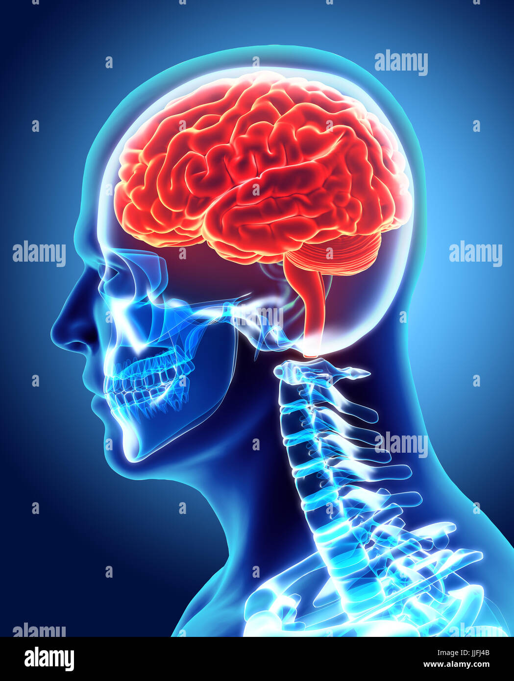 Les droits de l'organique interne - cerveau humain, 3D illustration concept médical. Banque D'Images