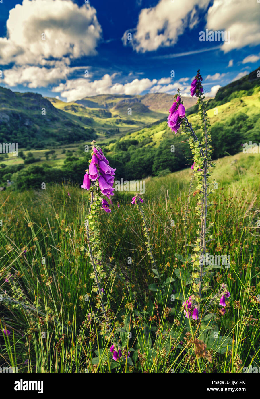 La digitale rose Fleurs sur pistes vertes de la vallée de Gwynant dans le Snowdonia Banque D'Images