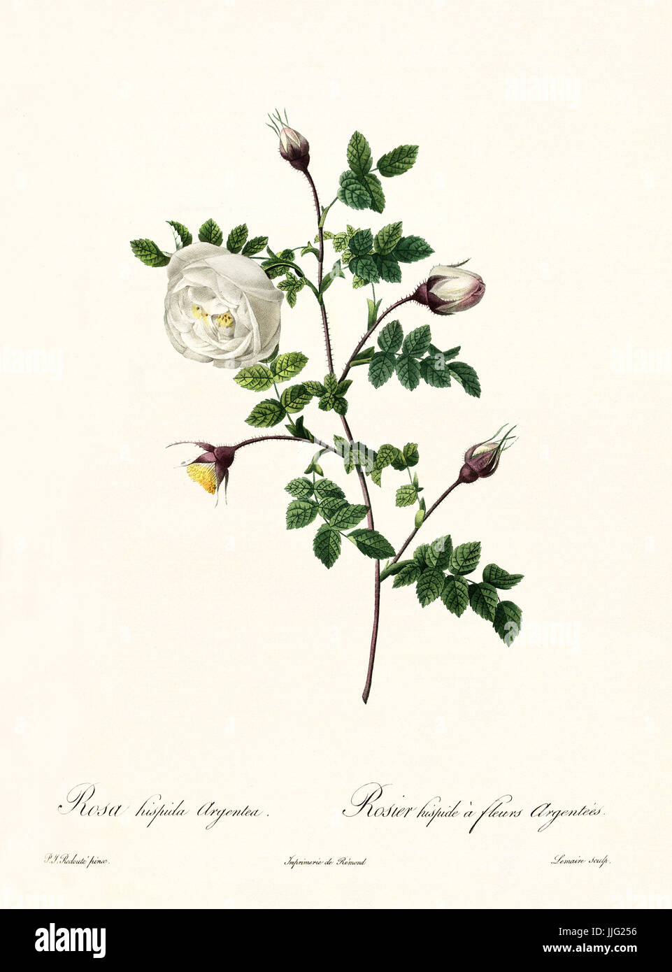 Vieille illustration de Rosa ispida argentea. Créé par P. R. Redoute, publié sur Les Roses, Imp. Firmin Didot, Paris, 1817-24 Banque D'Images