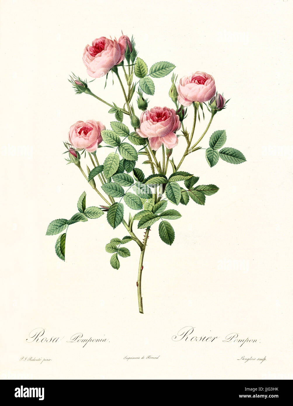 Vieille illustration de pomponia Rosa. Créé par P. R. Redoute, publié sur Les Roses, Imp. Firmin Didot, Paris, 1817-24 Banque D'Images