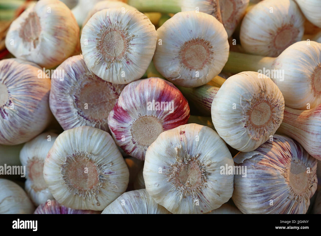 Blanc et vert frais l'ail gousses vente Le marché des aliments au détail affichage de décrochage, Close up, low angle view Banque D'Images