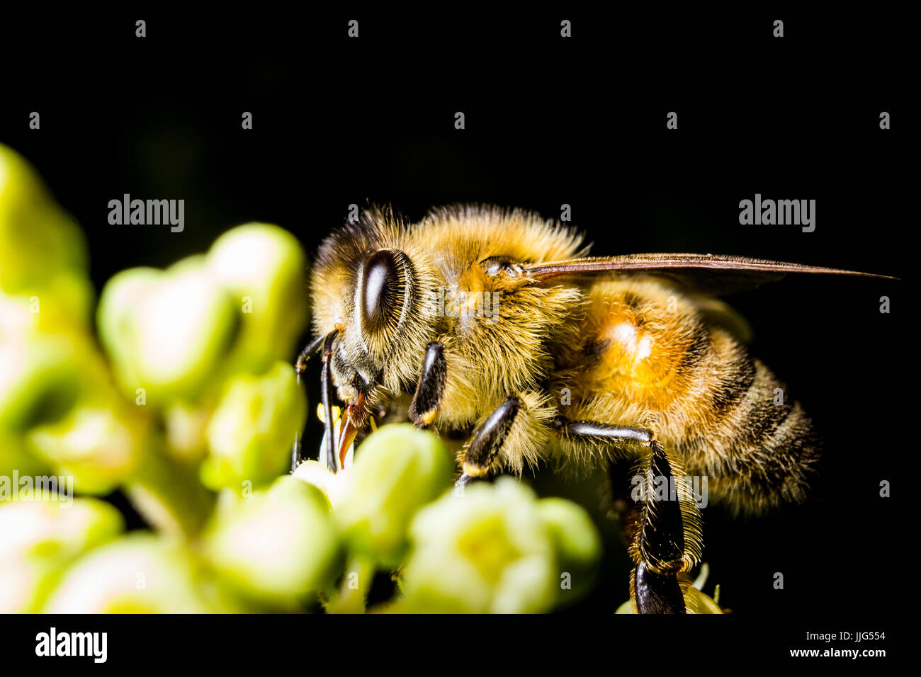 Une abeille recueille le pollen d'une fleur. Banque D'Images