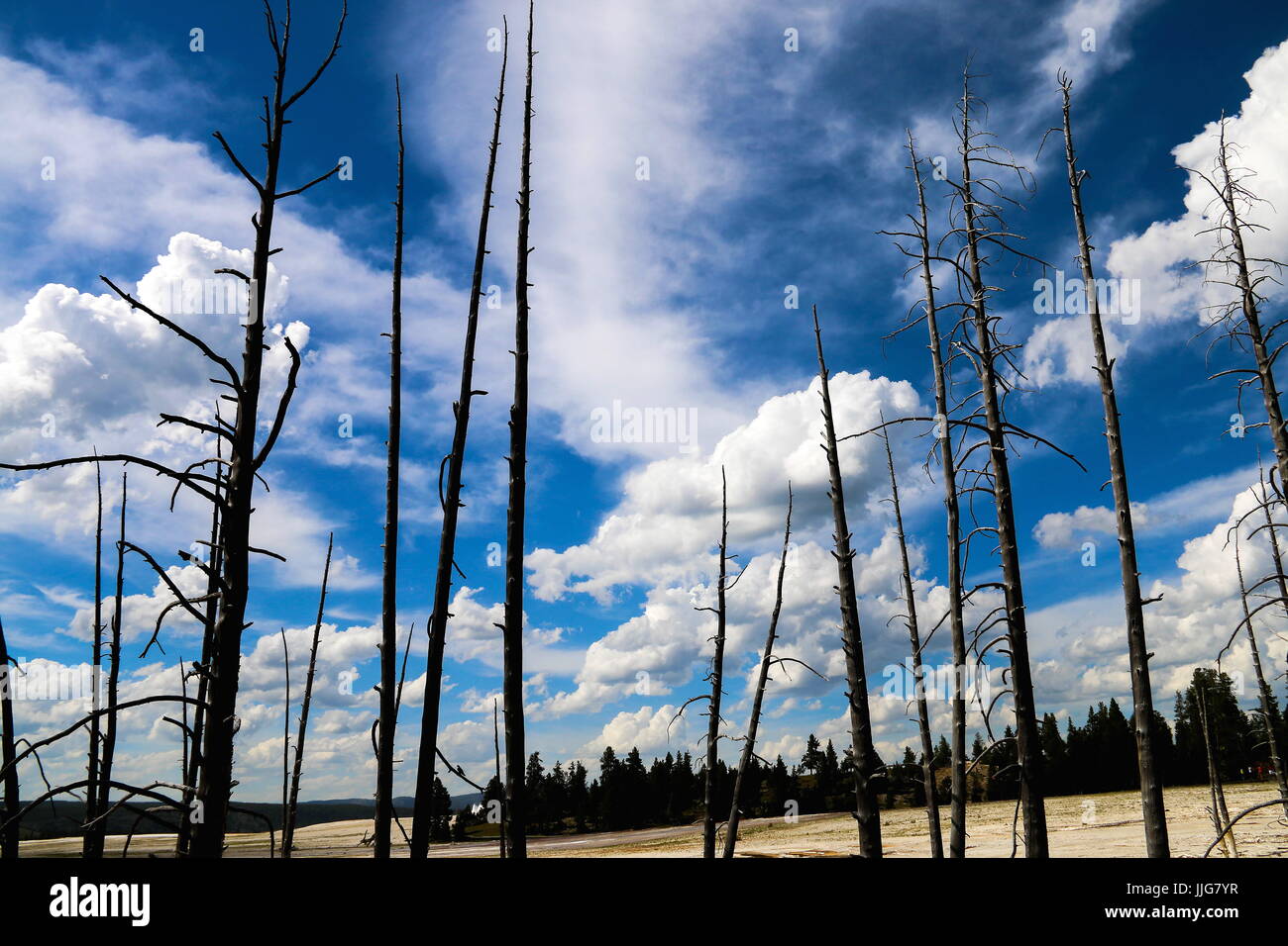 Les arbres à peine - Yellowstone NP Banque D'Images