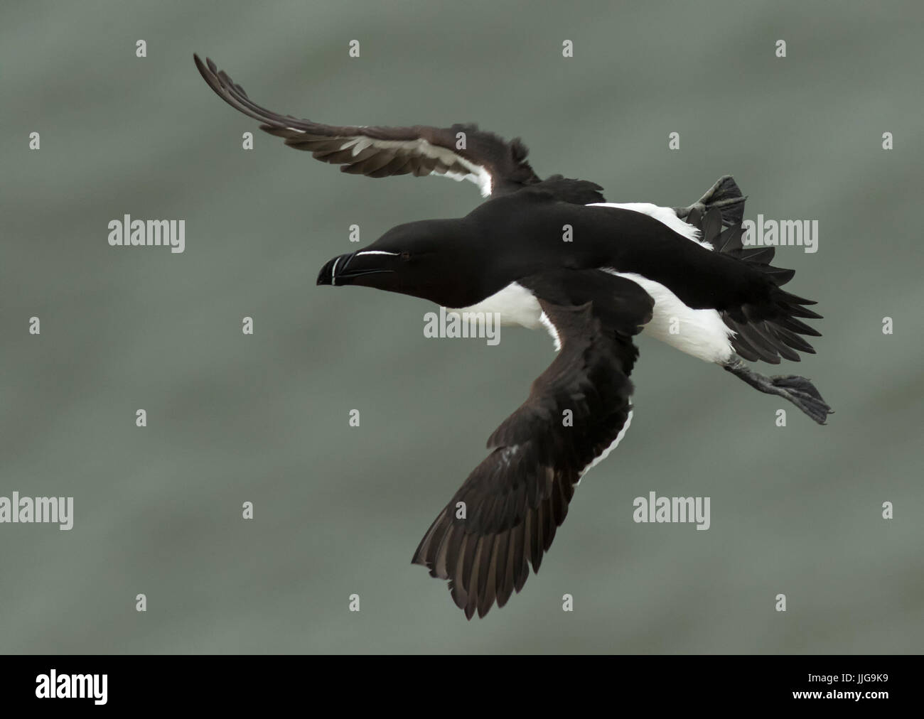 Petit pingouin en vol Banque D'Images