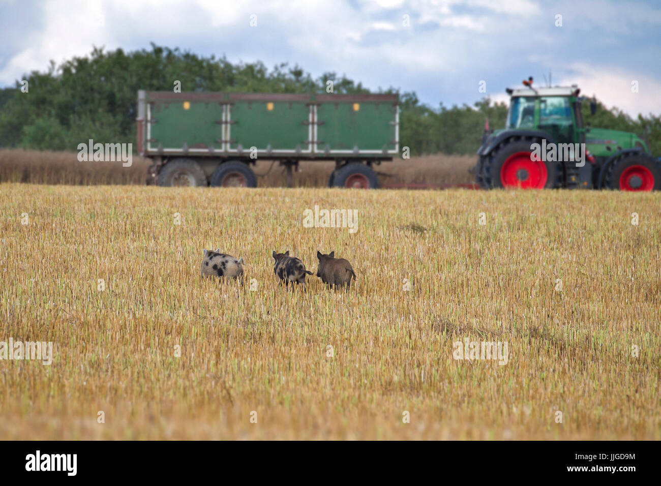 Le tracteur et les porcs avec des sangliers (Sus scrofa) fuyant à travers champ de chaumes en été Banque D'Images