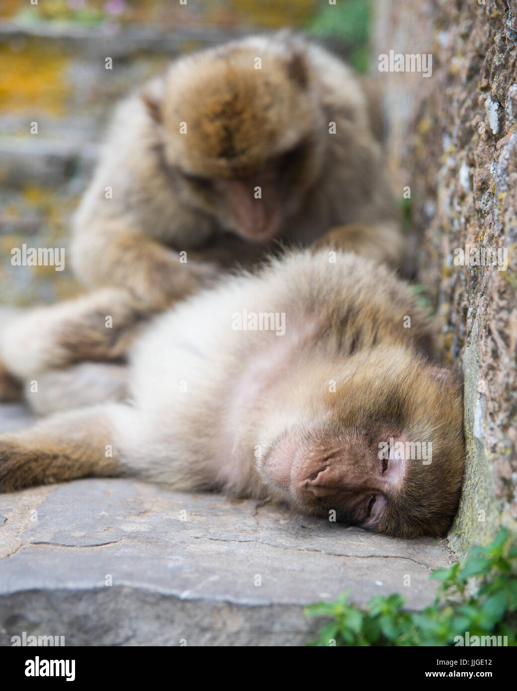 Deux Macaques de Barbarie se détendre sur le dessus de la roche, Gibraltar Banque D'Images