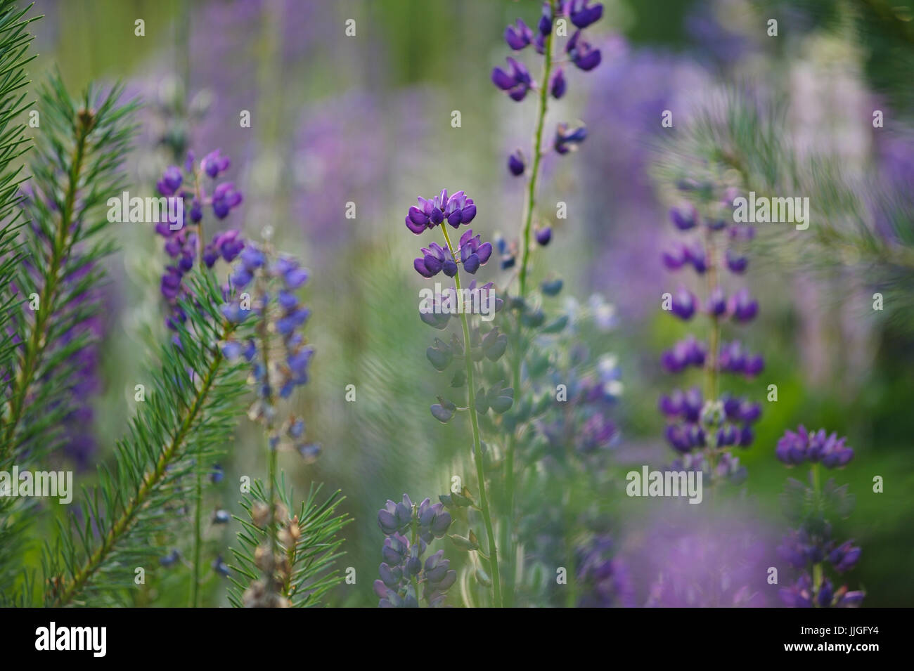 Close up de lupin fleurs dans lumières du soleil du soir. Banque D'Images