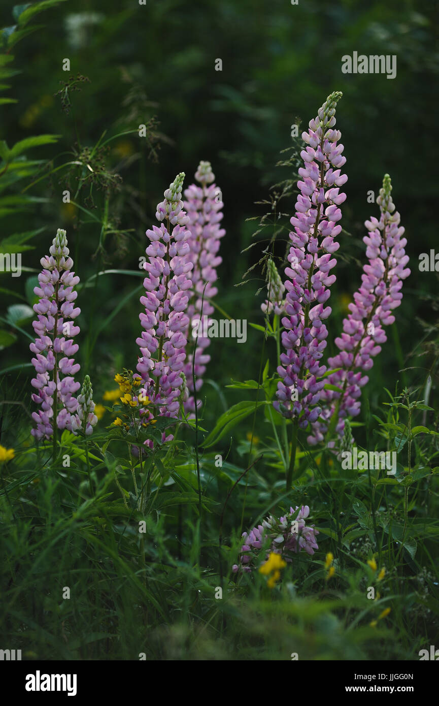 Close up de lupin fleurs dans lumières du soleil du soir. Banque D'Images