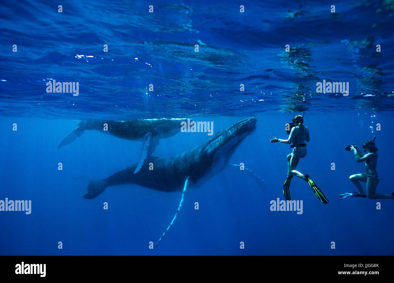 Les plongeurs de nager avec les baleines à bosse dans l'océan, Royaume des Tonga, groupe de l'île de Ha'apai, Tonga Banque D'Images