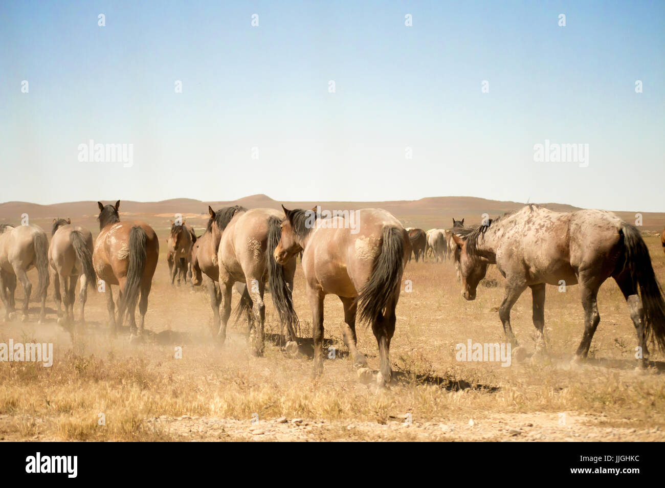 Un groupe de chevaux sauvages désert marcher vers les montagnes de l'Utah. Banque D'Images