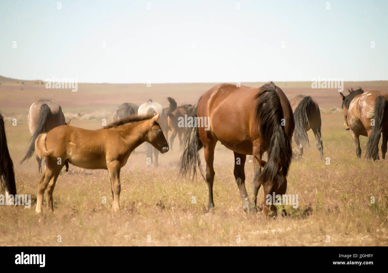 Un groupe de chevaux sauvages désert marcher vers les montagnes de l'Utah. Banque D'Images