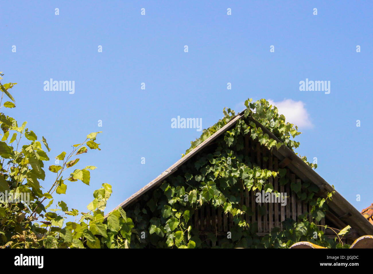 Une maison en bois en milieu rural et grapery Banque D'Images