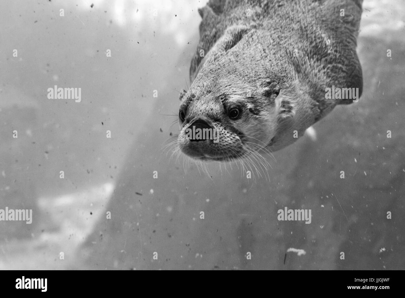 Une loutre (Lontra canadensis) nage sous l'eau Banque D'Images