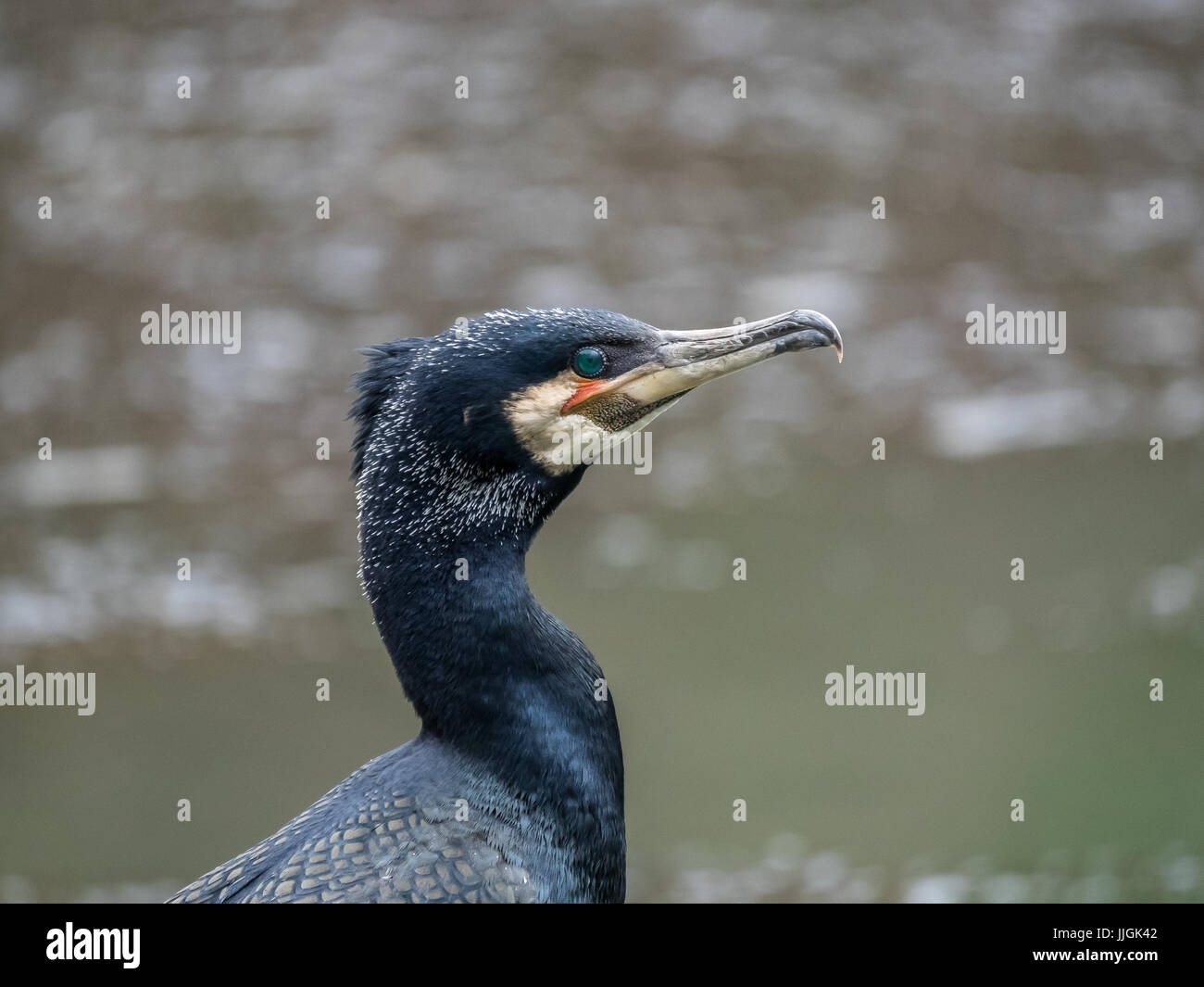 Cormoran (Phalacrocorax carbo) close up Banque D'Images