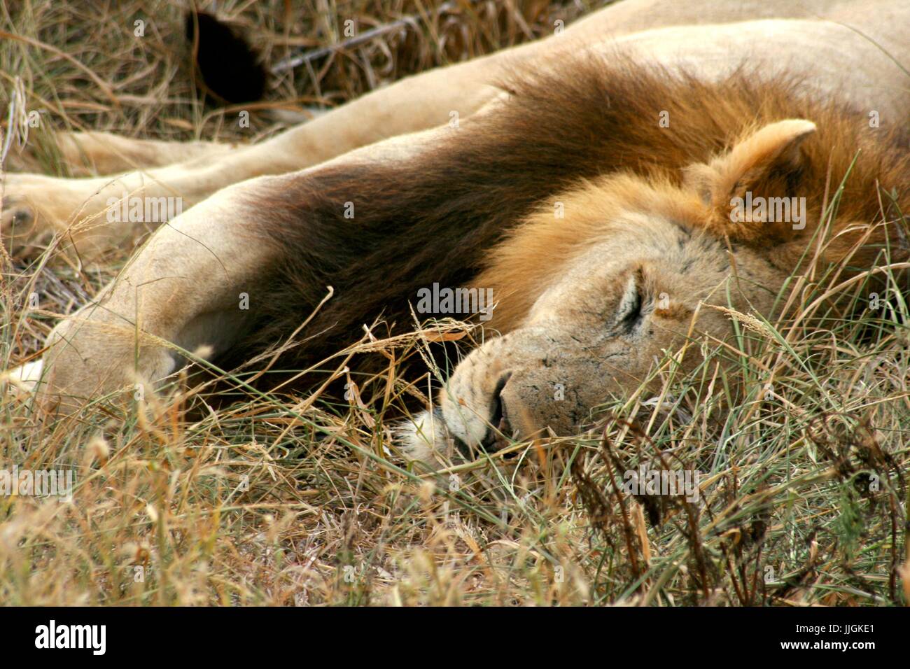 Lion Endormi camouflé dans l'herbe Banque D'Images