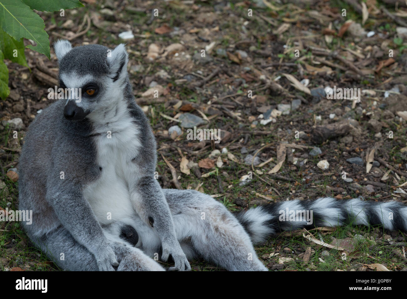 Ring Tailed Lemur Banque D'Images