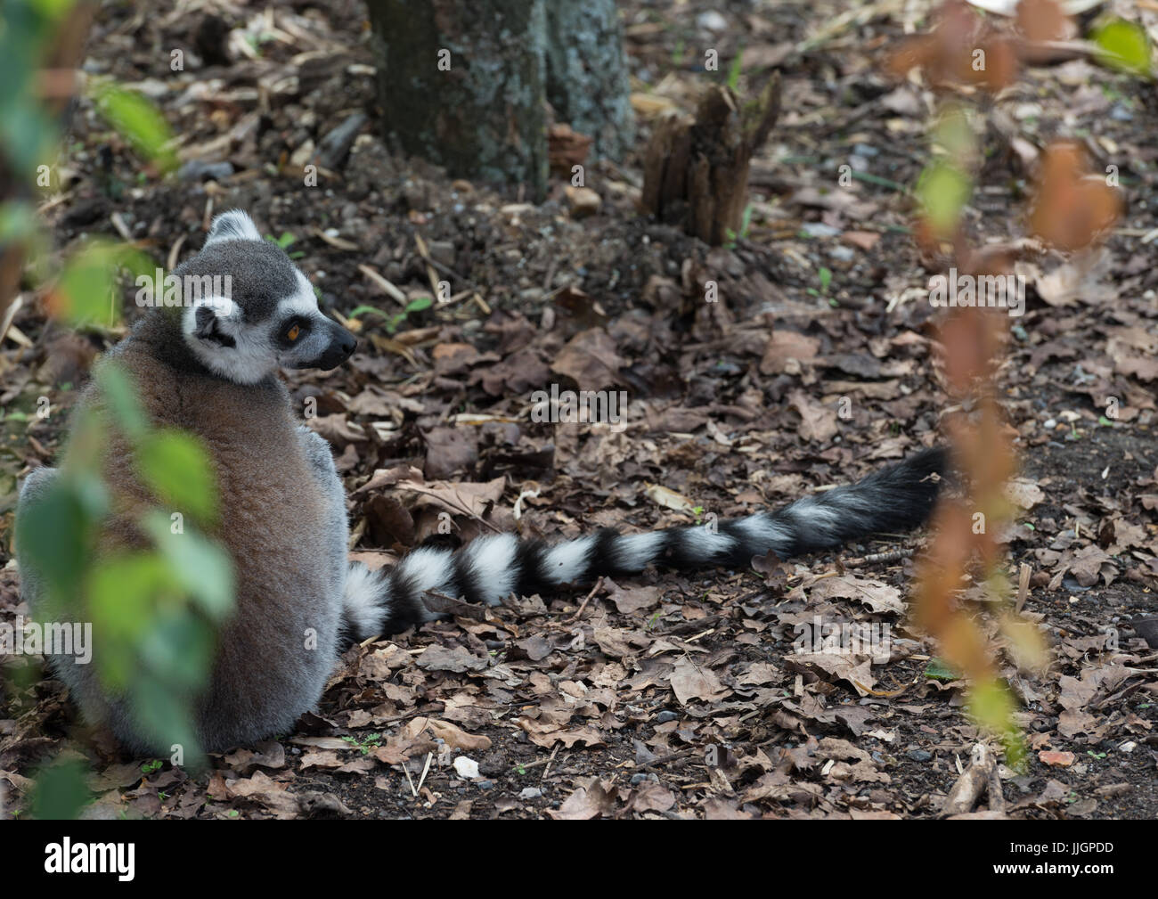 Ring Tailed Lemur Banque D'Images
