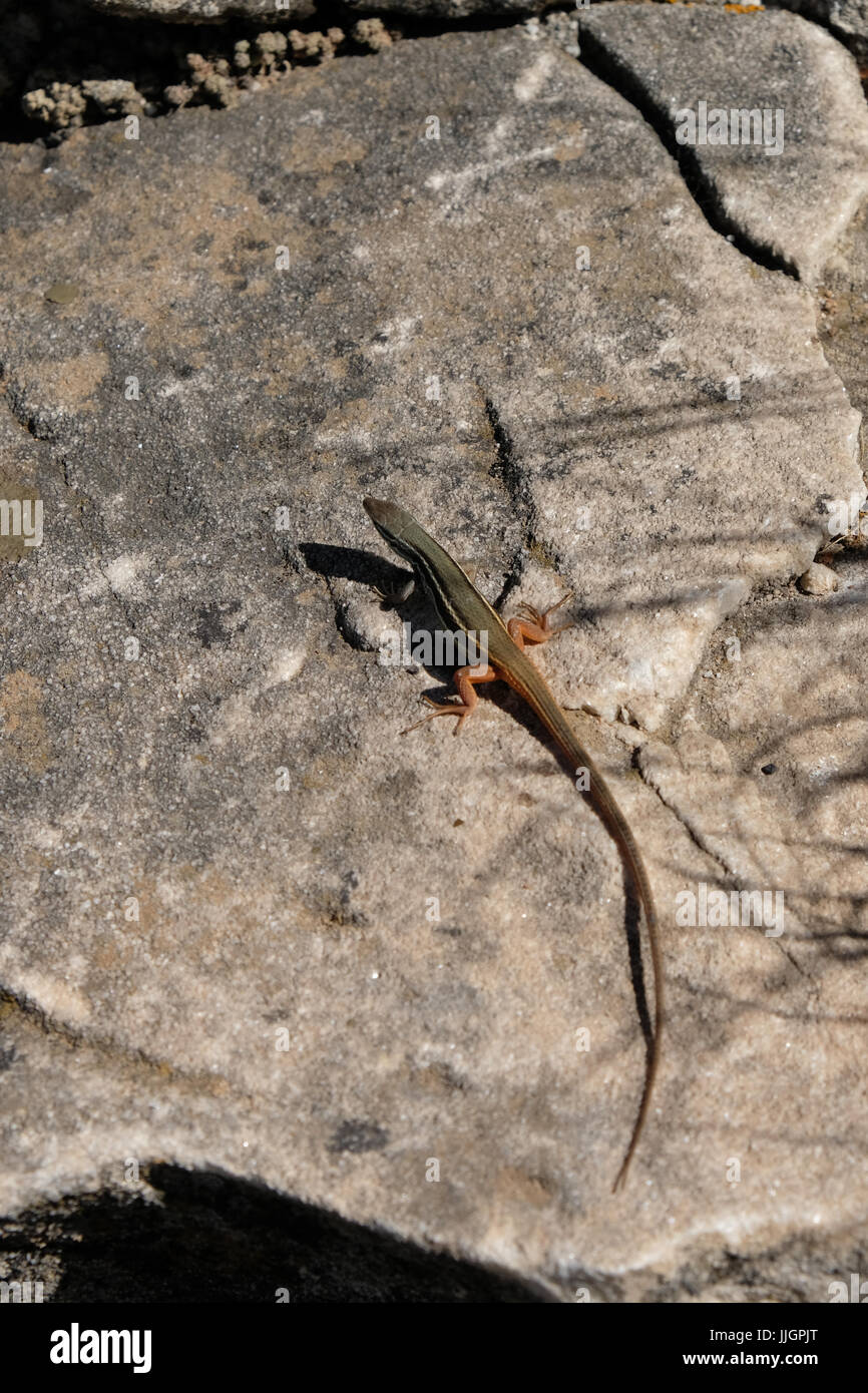 Lézard Sable algérien (Psammodromus algirus) Mont Calamorro près de Benalmadena Espagne Banque D'Images