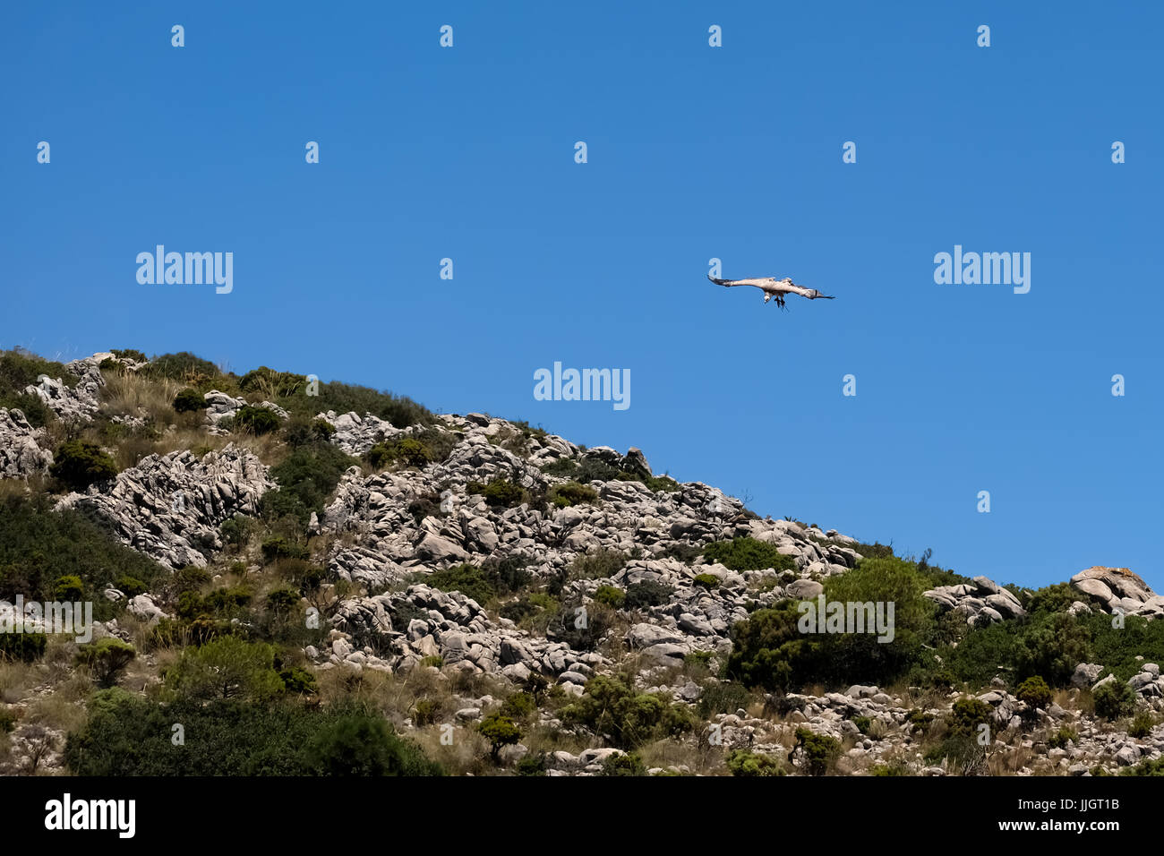 BENALMADENA, Andalousie/ESPAGNE - 7 juillet : Condor des Andes (Vultur gryphus) à Mount Calamorro près de Benalmadena en Espagne le 7 juillet 2017 Banque D'Images