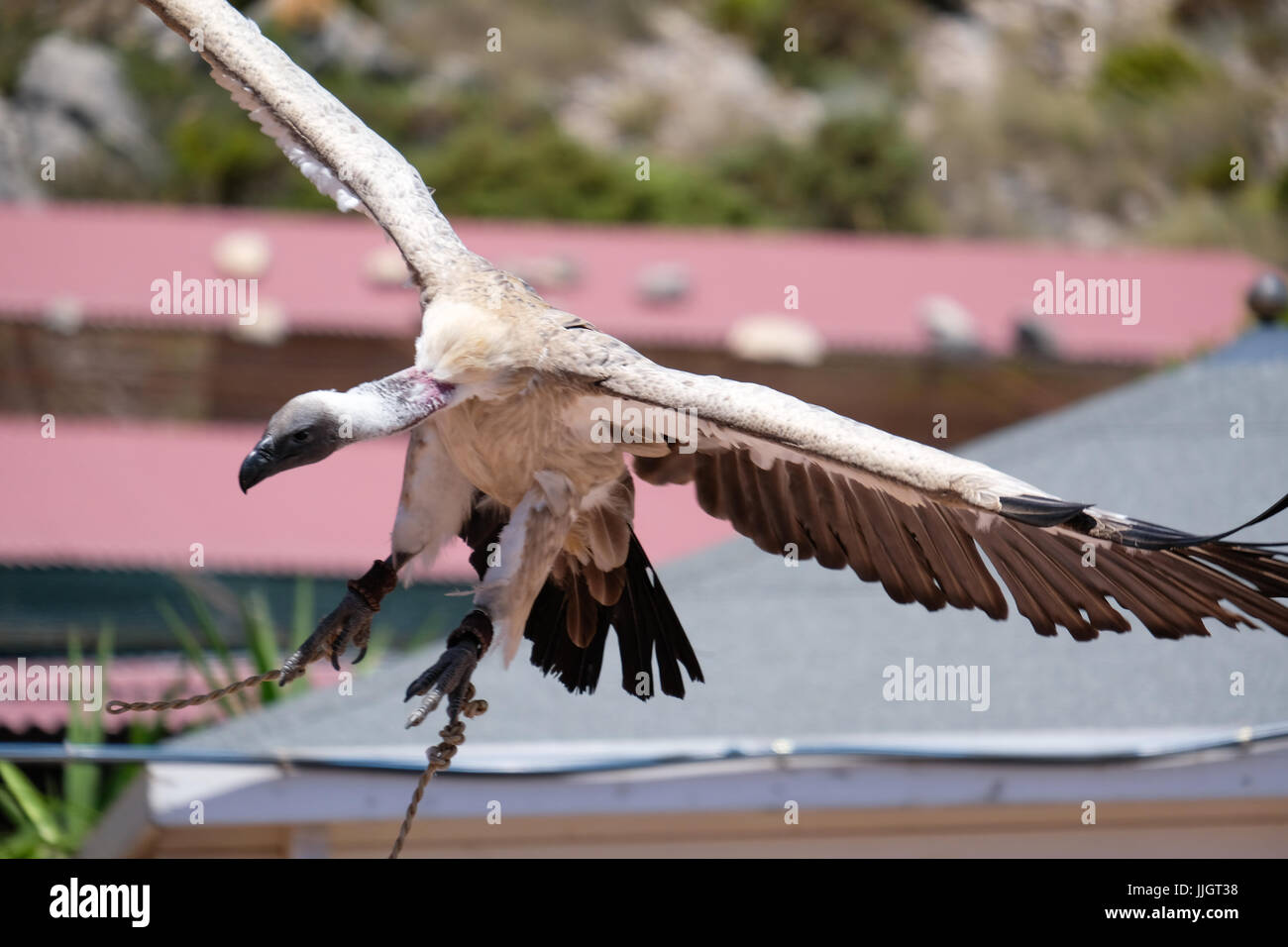 BENALMADENA, Andalousie/ESPAGNE - 7 juillet : Condor des Andes (Vultur gryphus) à Mount Calamorro près de Benalmadena en Espagne le 7 juillet 2017 Banque D'Images