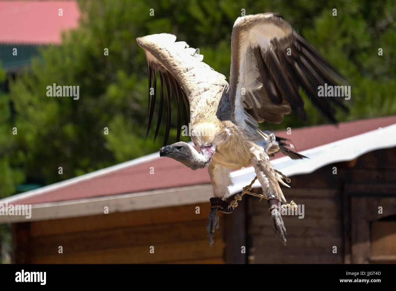 BENALMADENA, Andalousie/ESPAGNE - 7 juillet : Condor des Andes (Vultur gryphus) à Mount Calamorro près de Benalmadena en Espagne le 7 juillet 2017 Banque D'Images