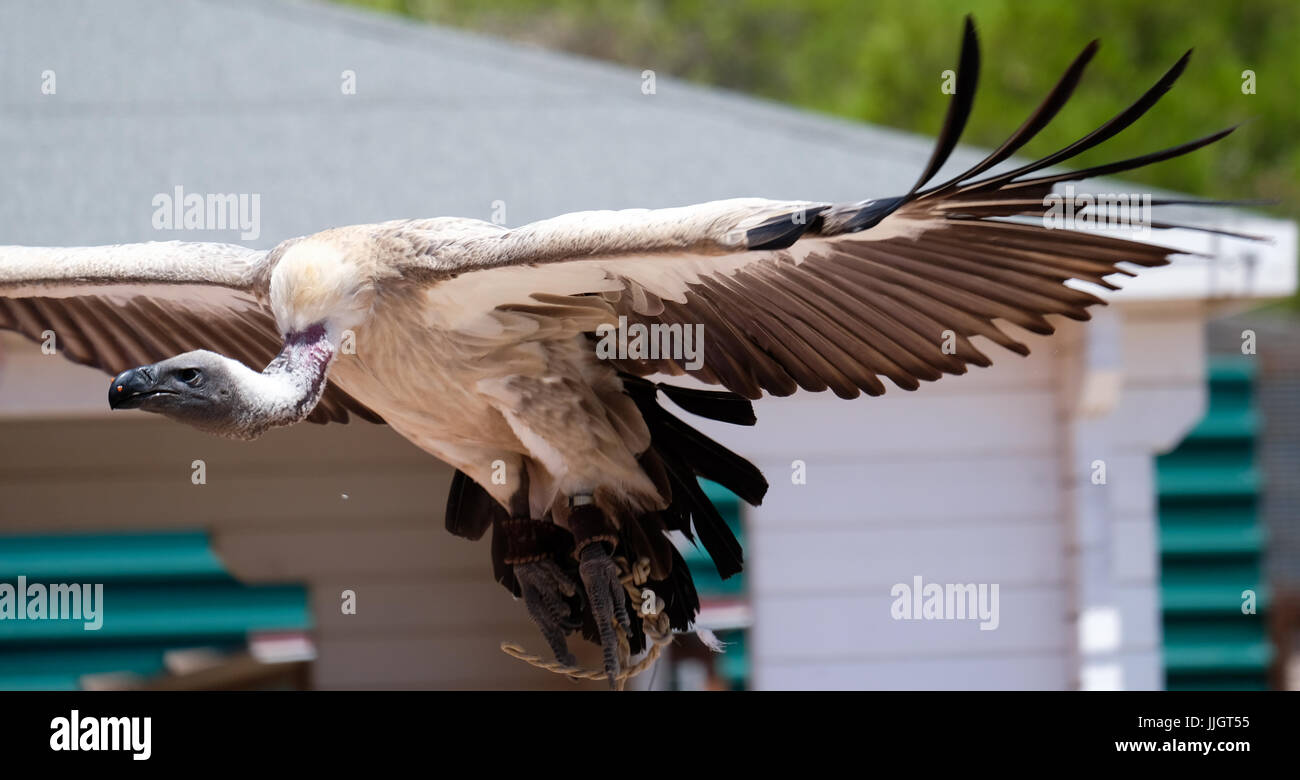 BENALMADENA, Andalousie/ESPAGNE - 7 juillet : Condor des Andes (Vultur gryphus) à Mount Calamorro près de Benalmadena en Espagne le 7 juillet 2017 Banque D'Images