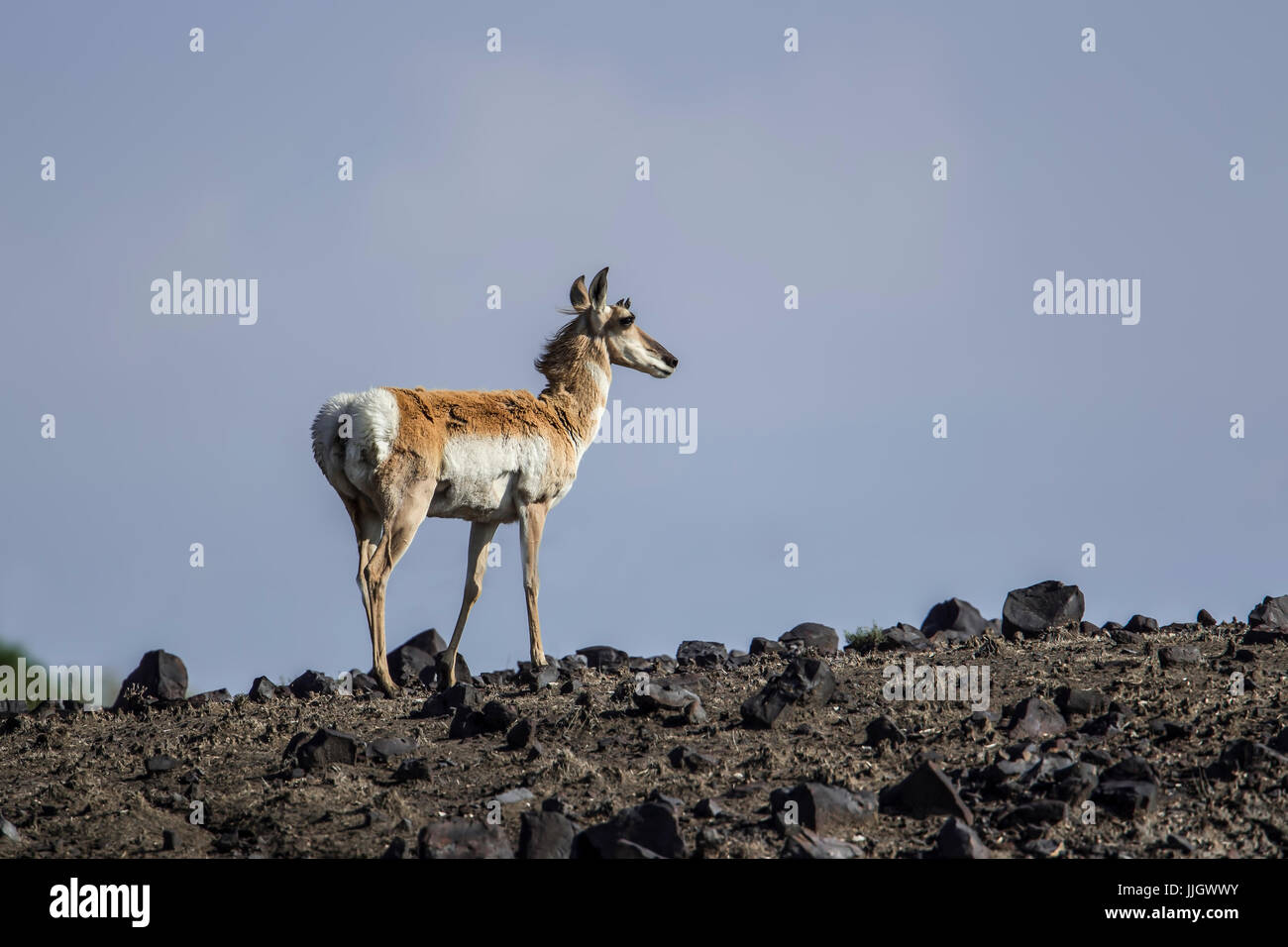 L'antilope d'un cerf dans le nord-est de pelouses rocheuses Wyoming. Banque D'Images