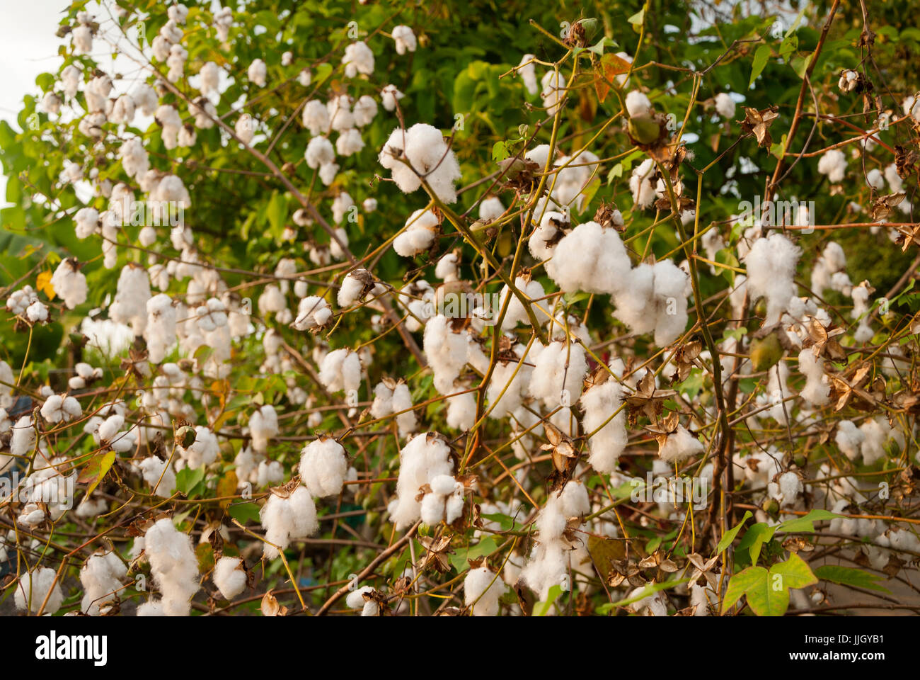 Levant le coton en Guatemlaa. Gossypium herbaceum. Banque D'Images