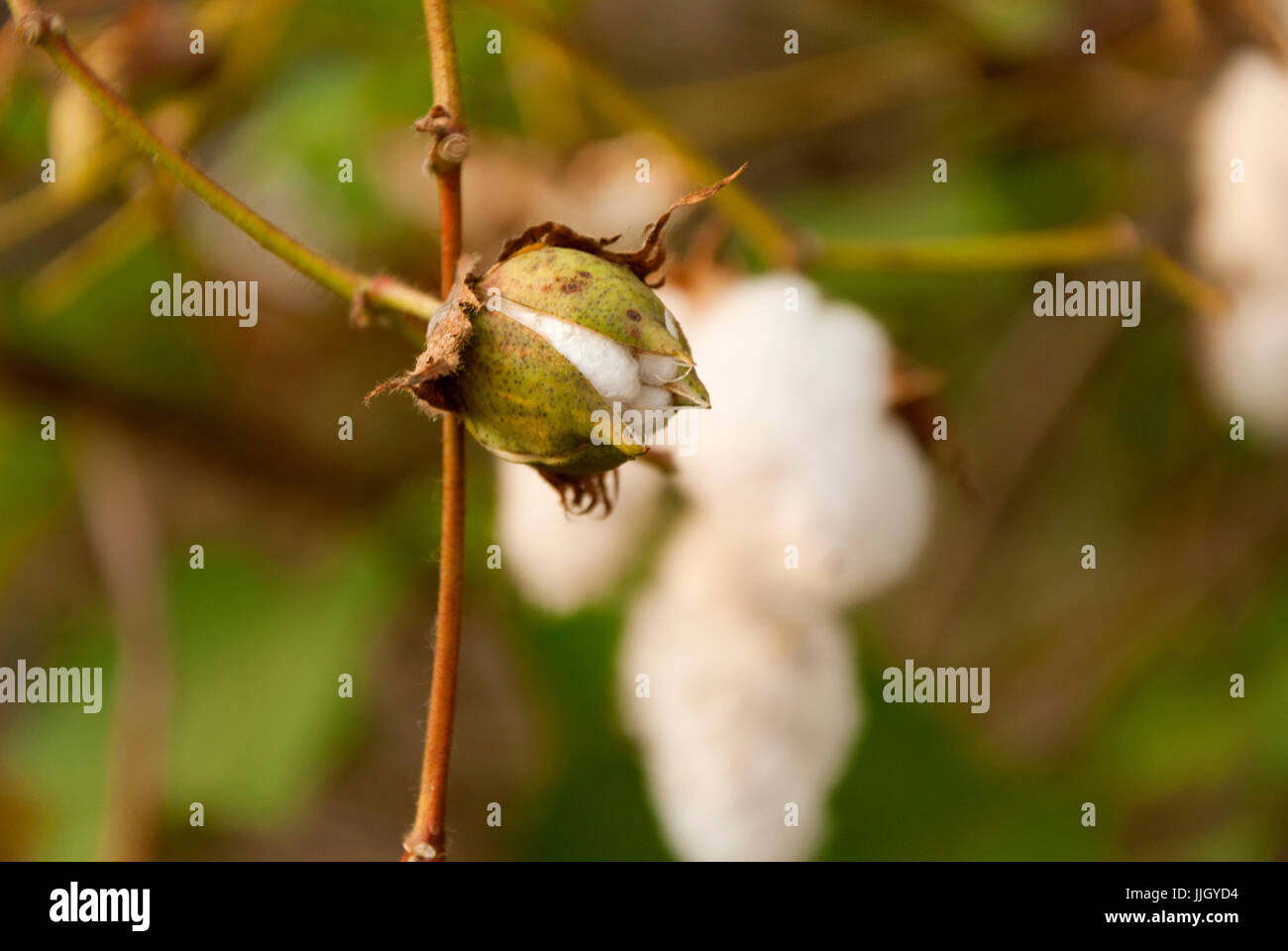 Levant le coton en Guatemlaa. Gossypium herbaceum. Banque D'Images
