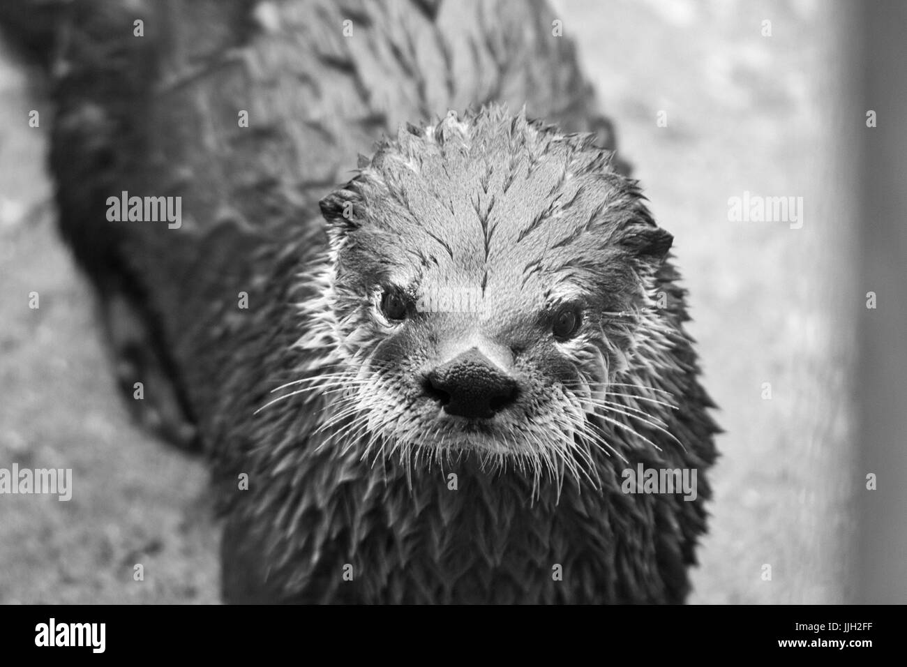 Une loutre humide (Lontra canadensis) ressemble à l'appareil photo Banque D'Images
