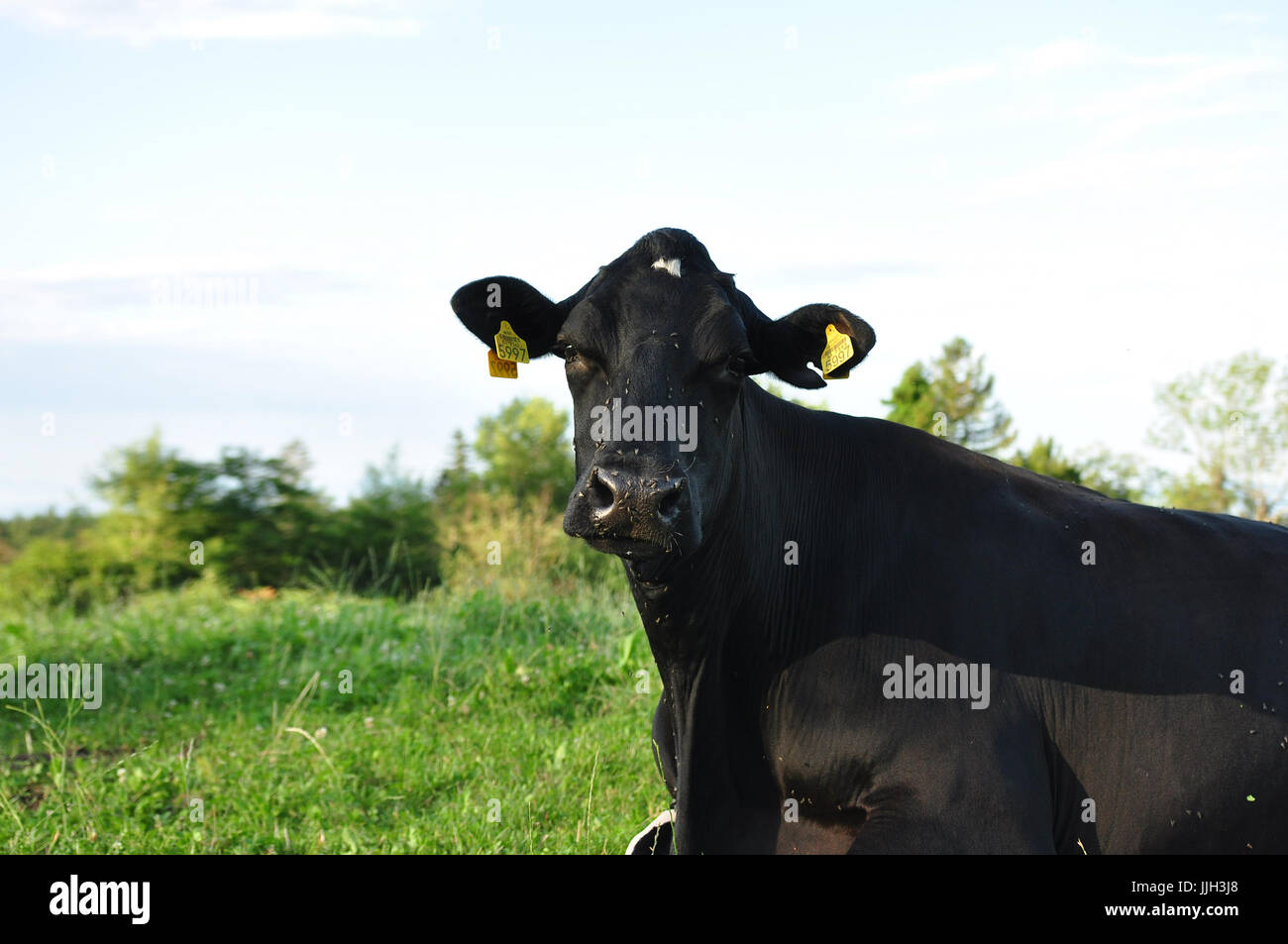 Les vaches au repos dans le domaine Banque D'Images