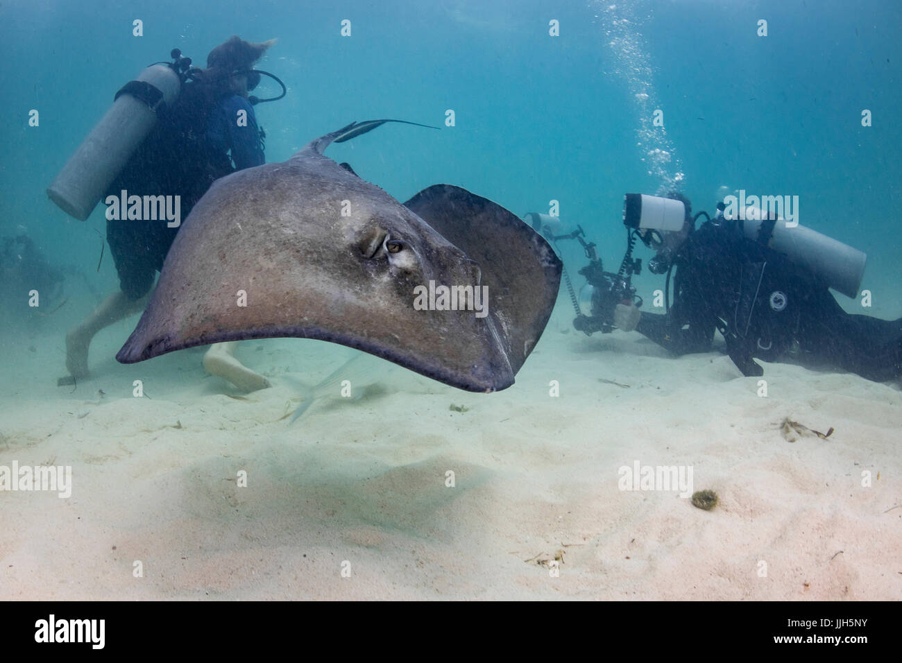 Une stingray sud jusqu'à nager dans la colonne d'eau au cours d'une plongée près de Bimini, Bahamas. Banque D'Images