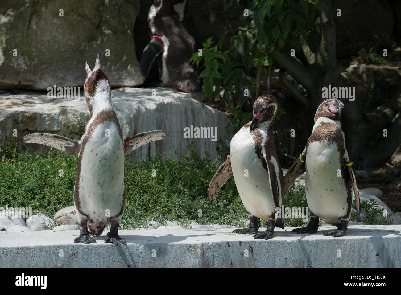 Les pingouins de Humboldt l'appel Banque D'Images