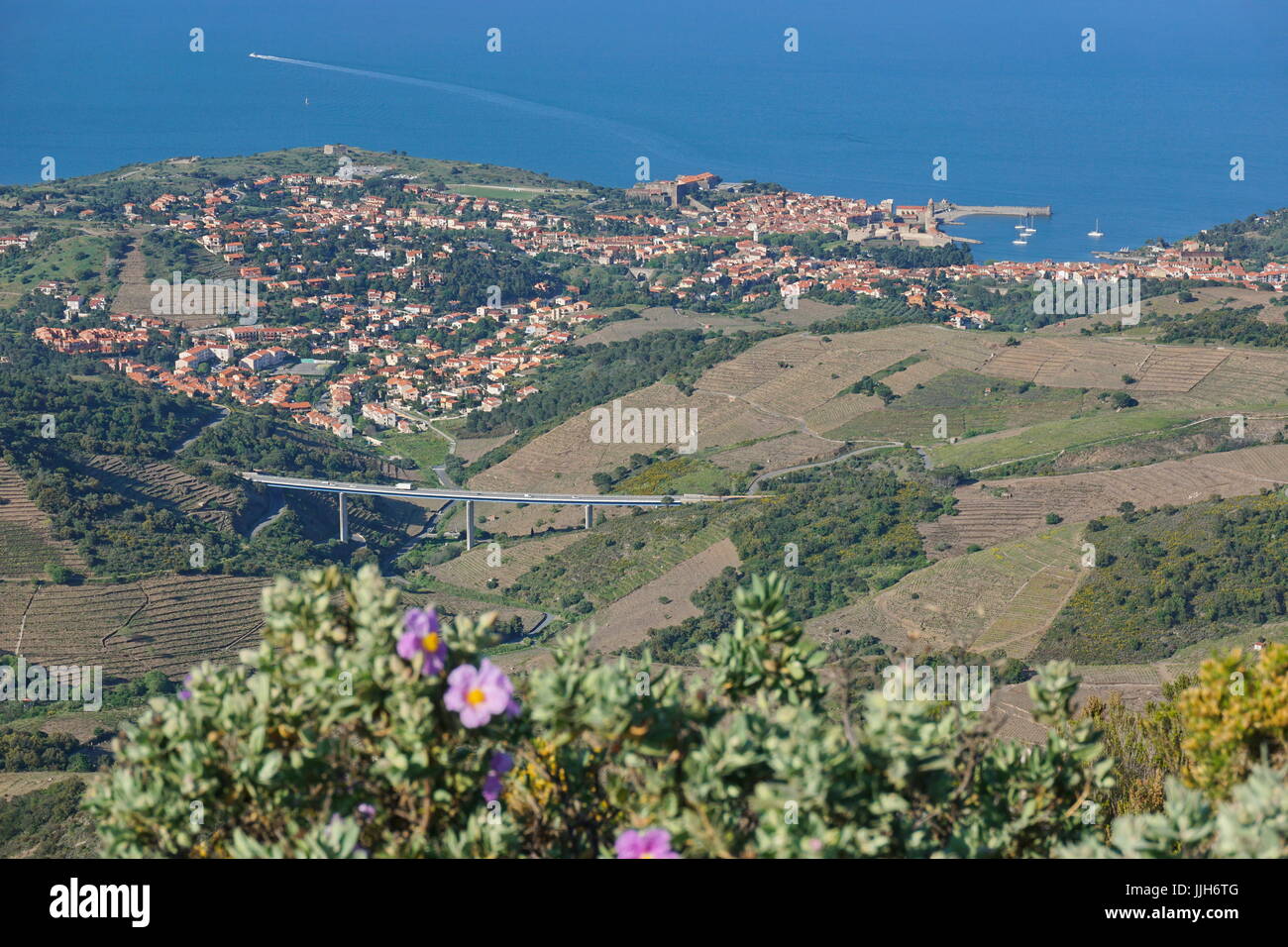 Paysage du village côtier de Collioure avec champs de vignes et de la mer Méditerranée, au sud de la France, Roussillon, Pyrénées Orientales Banque D'Images