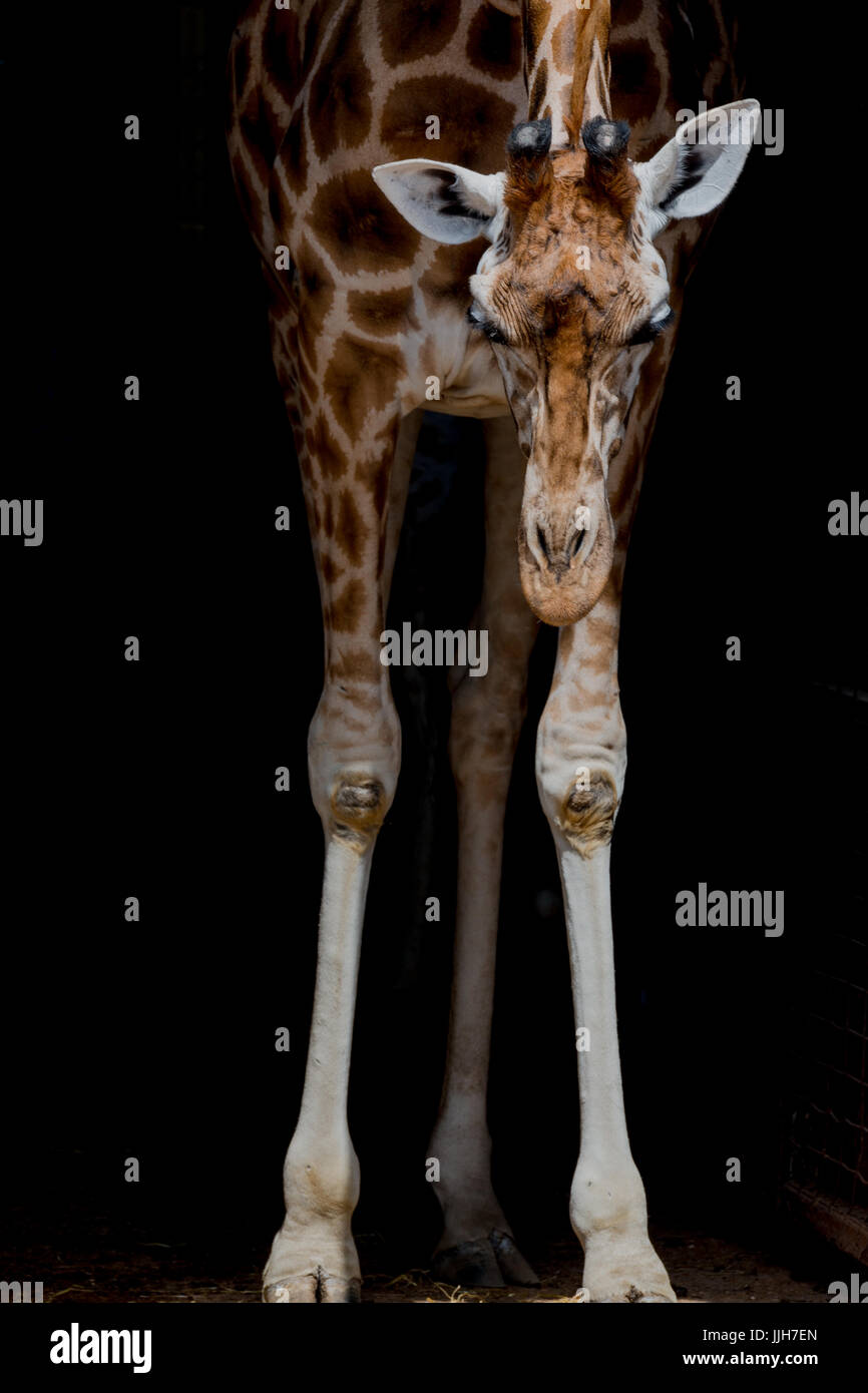 Girafe sur fond noir Banque D'Images
