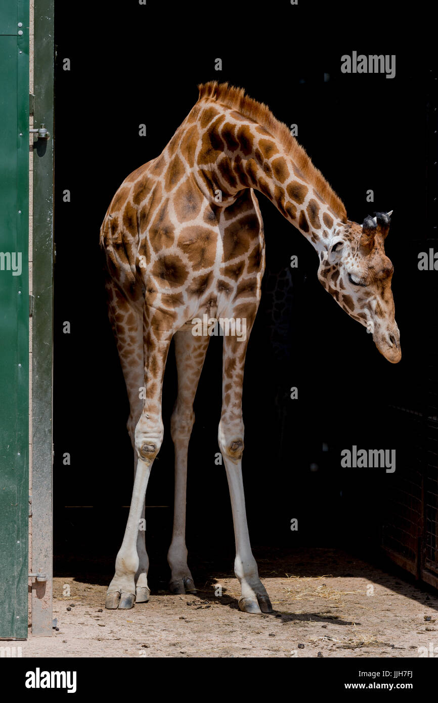 Girafe sur fond noir Banque D'Images