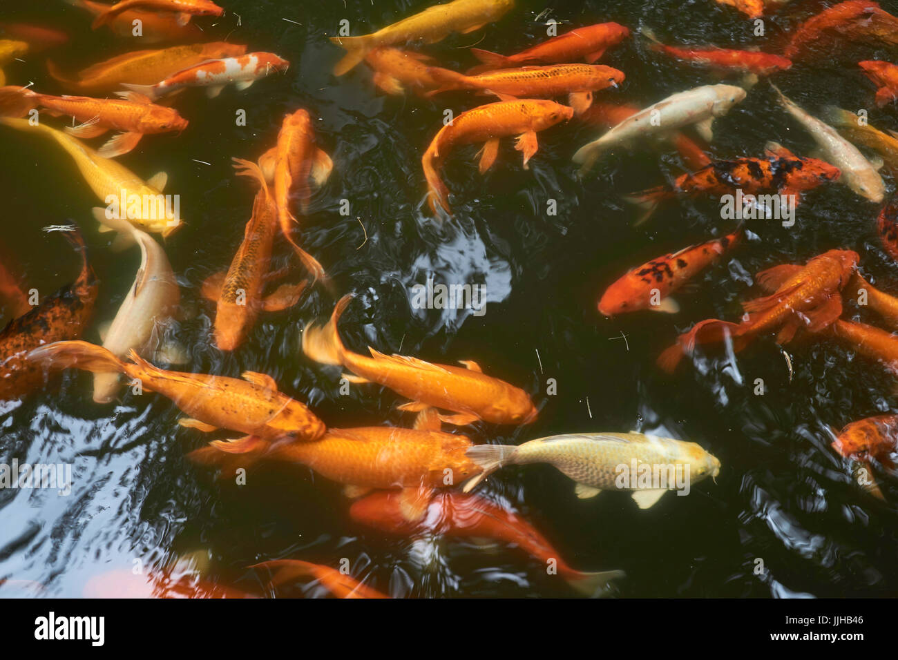 Koi de poissons en Chine - Beixiu, Lac, Parc Yuexiu Guangzhou, Chine Banque D'Images