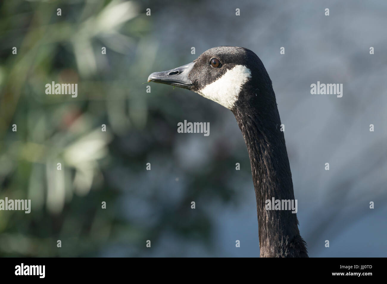 Détail de la tête et du cou de la Bernache du Canada, Washington, USA, Tri-Cities Banque D'Images