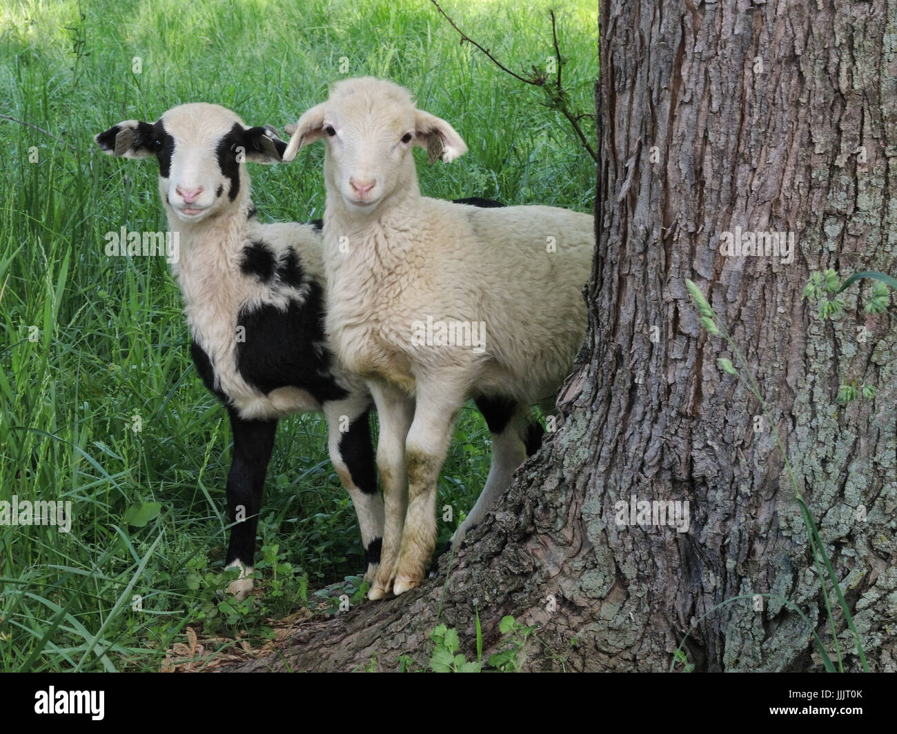 Mignon 2 agneaux de printemps, debout par tree Banque D'Images