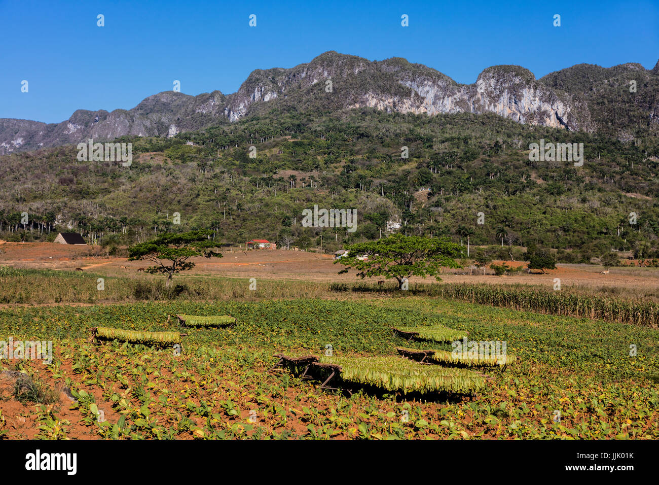 Utilisations du tabac dans la production de cigares se dessèche sur des supports dans la vallée de Vinales - Viñales, Pinar del Rio, CUBA Banque D'Images