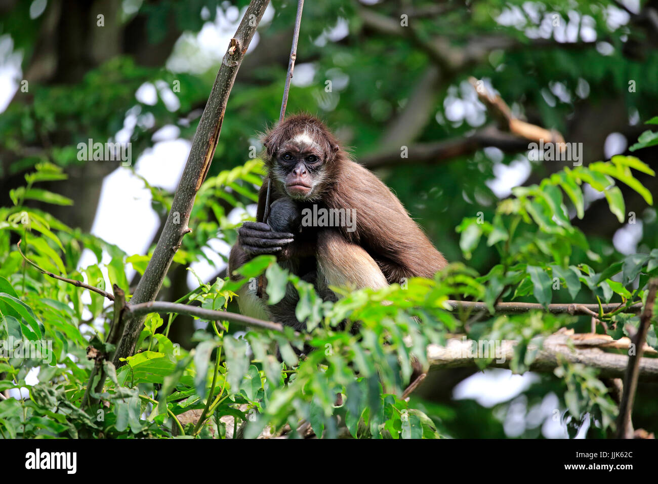 White-bellied singe-araignée, singe araignée à poil long (Ateles anaconda), barrage avec de jeunes arbres sur des animaux Banque D'Images