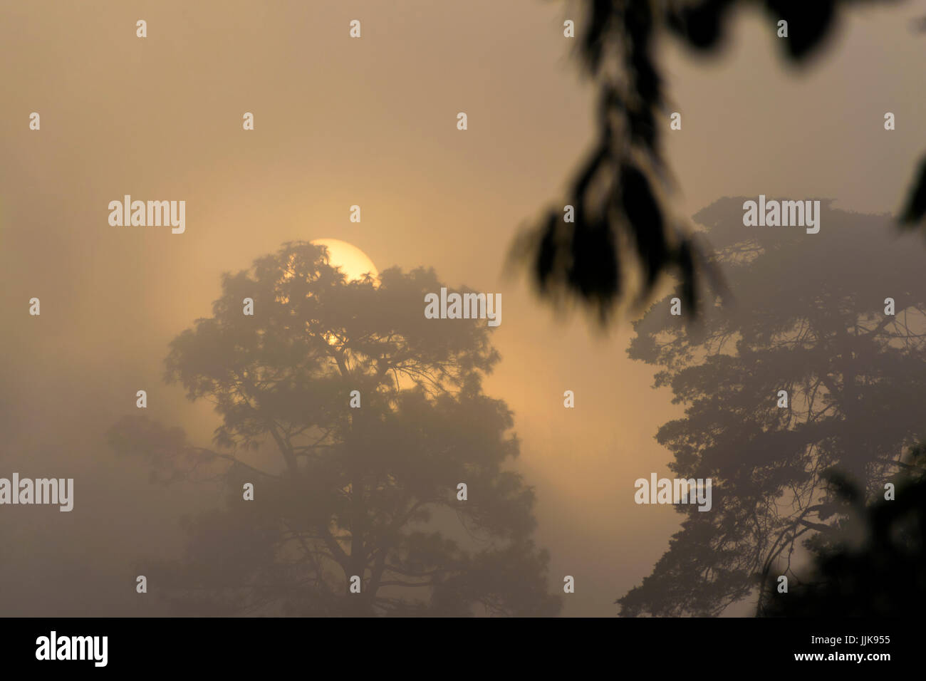 Soleil entre le brouillard et les arbres, le lever du soleil à Guatemala City Banque D'Images