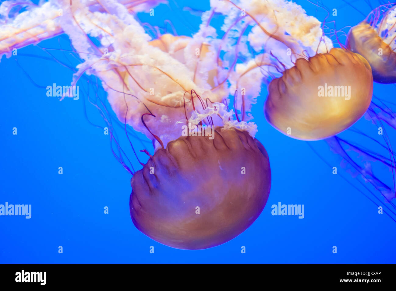 Jelly fishes piscine vers le bas Banque D'Images