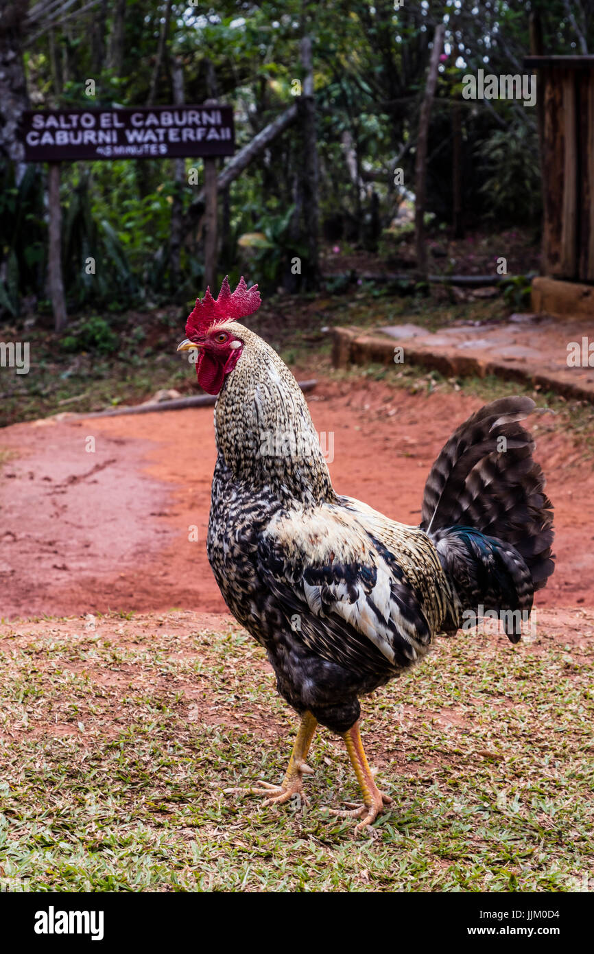 Coq sur route à SALTO DE CABURNI situé dans le Topes de Collantes dans les montagnes de la sierra del Escambray - CUBA Banque D'Images