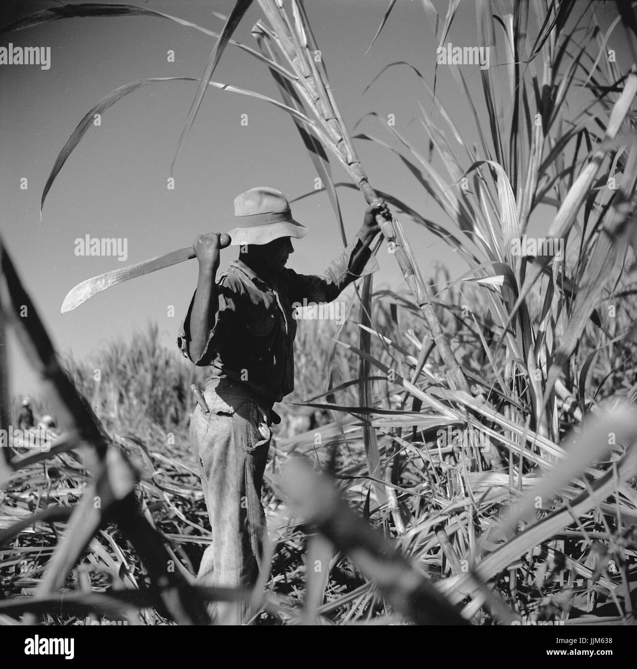 Canne de coupe sur une plantation de sucre près de Ponce, Puerto Rico.Rosskam, Edwin, 1903- photographe.créé/PUBLIÉ1938 Janv. Banque D'Images