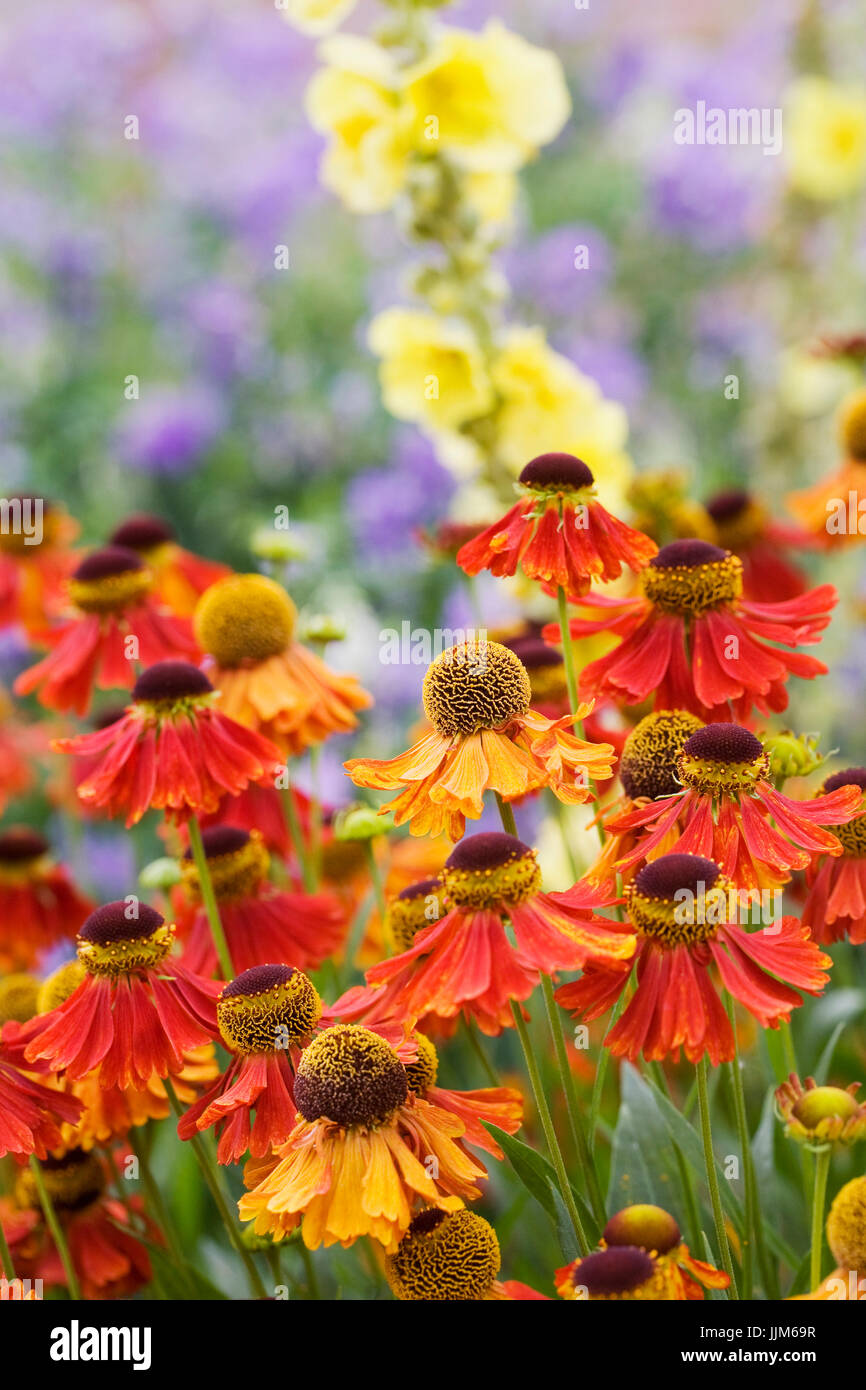 Heleniums en une frontière. Banque D'Images