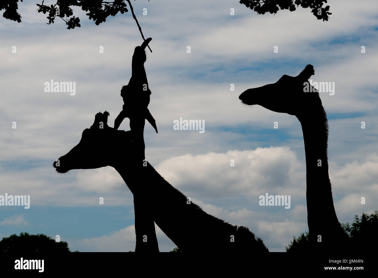 Silhouettes girafe Banque D'Images